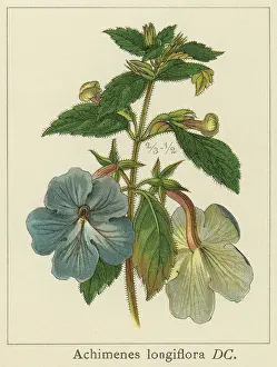 Old chromolithograph illustration of Botany, Cupid's bow, nut-orchid or magic flower (Achimenes longiflora)