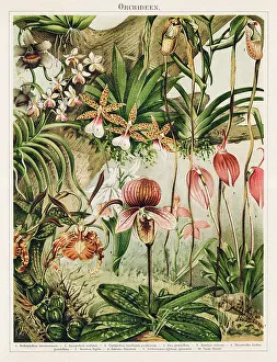Old chromolithograph illustration of Botany - orchids (Orchidaceae)