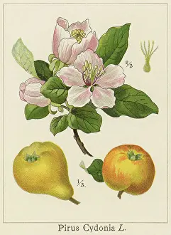 Old chromolithograph illustration of Botany - the quince (Cydonia oblonga), the sole member of the genus Cydonia in the Malinae subtribe (which also contains apples and pears, among other fruits) of the Rosaceae family