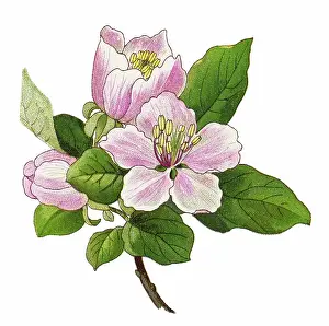 Old chromolithograph illustration of Botany - the quince (Cydonia oblonga), the sole member of the genus Cydonia in the Malinae subtribe (which also contains apples and pears, among other fruits) of the Rosaceae family
