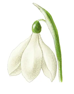 Old chromolithograph illustration of Botany, Snowdrop