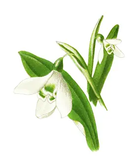 Old chromolithograph illustration of Botany, Snowdrop