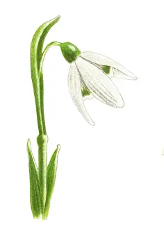 Old chromolithograph illustration of Botany, Snowdrop