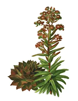Old chromolithograph illustration of cacti - common houseleek (Sempervivum tectorum)