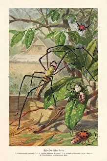 Old chromolithograph illustration (color lithography) early 20th century
