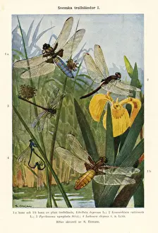 Prints of Copyright has expired on this artwork. Personal Archive The Magical World Of Illustration Prints: Old chromolithograph illustration (color lithography) early 20th century