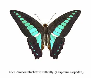 Prints of Antique Illustration, Copyright has expired on this artwork. From my own archives, digitally restored Historical Chromolithograph Art Prints: Old chromolithograph illustration of the Common Bluebottle Butterfly (Graphium sarpedon)