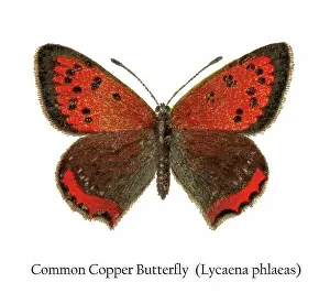 Prints of Antique Illustration, Copyright has expired on this artwork. From my own archives, digitally restored Historical Chromolithograph Art Prints: Old chromolithograph illustration of Common Copper Butterfly (Lycaena phlaeas)