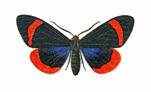 Old chromolithograph illustration of Coreura fida moth