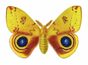 Prints of Antique Illustration, Copyright has expired on this artwork. From my own archives, digitally restored Historical Chromolithograph Art Prints: Old chromolithograph illustration of Corn Hyperchira Io Moth