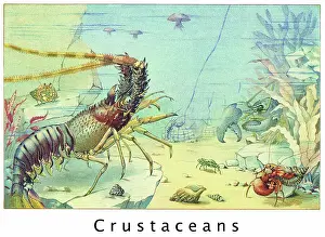 Prints of Antique Illustration, Copyright has expired on this artwork. From my own archives, digitally restored Historical Chromolithograph Art Prints: Old chromolithograph illustration of Crustaceans