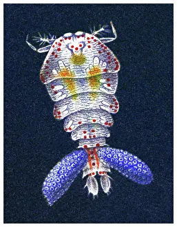 Old chromolithograph illustration of Crustaceans - Sapphirina auronitens