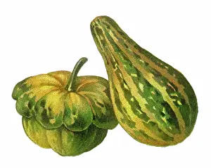 Old chromolithograph illustration of Cucurbita maxima and winter squash or pumpkin (Cucurbita pepo)