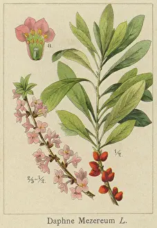 Old chromolithograph illustration of Daphne mezereum - mezereum, mezereon, February daphne, spurge laurel or spurge olive - Poisonous plant