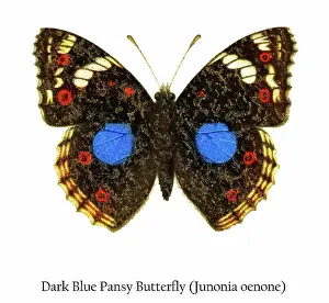 Prints of Antique Illustration, Copyright has expired on this artwork. From my own archives, digitally restored Historical Chromolithograph Art Prints: Old chromolithograph illustration of Dark Blue Pansy Butterfly (Junonia oenone)