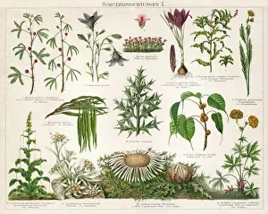 Old Chromolithograph illustration of Defence mechanisms of different plants