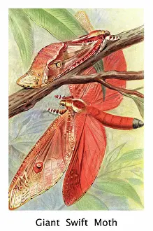 Old chromolithograph illustration of Entomology, Common swift moth (Korscheltellus lupulina)