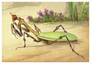 Old chromolithograph illustration of Entomology - Mantis (Zoolea orbus)