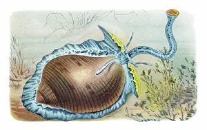 Old chromolithograph illustration of Giant tun (Tonna galea, Dolium galea)