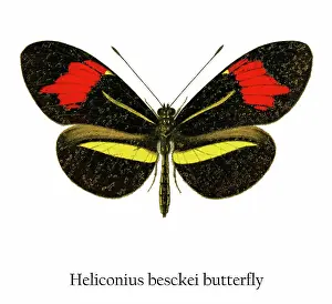 Historical Chromolithograph Art Prints: Old chromolithograph illustration of Heliconius besckei butterfly