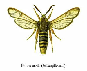 Old chromolithograph illustration of Hornet moth (Sesia apiformis)