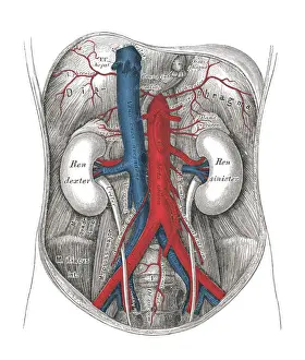 Prints of Copyright has expired on this artwork. From my own archives, digitally restored Science Inspired Art Prints: Old chromolithograph illustration of human circulatory system - the abdominal aorta and its branches