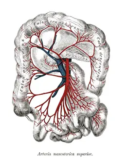 Prints of Copyright has expired on this artwork. From my own archives, digitally restored Science Inspired Art Prints: Old chromolithograph illustration of human circulatory system - Arteria mesenterica inferior