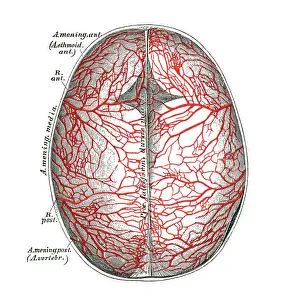 Old chromolithograph illustration of human circulatory system - arteries of the hard meninges or dura mater