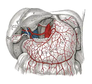 Prints of Copyright has expired on this artwork. From my own archives, digitally restored. Celiac artery Science Inspired Art Prints: Old chromolithograph illustration of human circulatory system - Celiac artery
