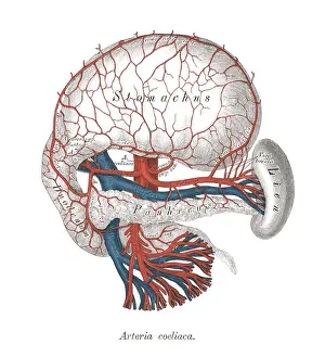 Prints of Copyright has expired on this artwork. From my own archives, digitally restored. Celiac artery Science Inspired Art Prints: Old chromolithograph illustration of human circulatory system - Celiac artery