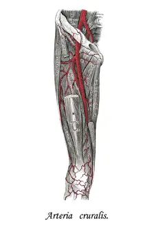Old chromolithograph illustration of human circulatory system - Crural arteries