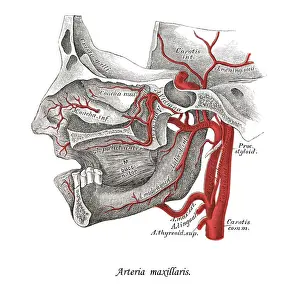 Prints of Copyright has expired on this artwork. From my own archives, digitally restored Science Inspired Art Prints: Old chromolithograph illustration of human circulatory system - the maxillary artery