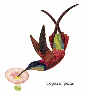 Prints of Antique Illustration, Copyright has expired on this artwork. From my own archives, digitally restored Historical Chromolithograph Art Prints: Old chromolithograph illustration of hummingbird - The crimson topaz (Topaza pella)