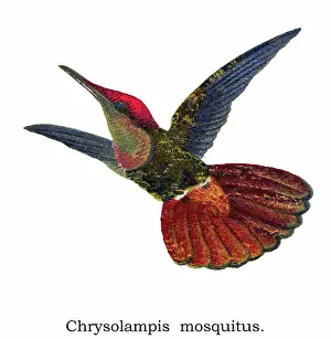 Old chromolithograph illustration of hummingbird - The ruby-topaz hummingbird (Chrysolampis mosquitus)