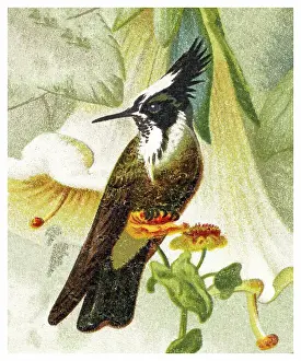 Prints of Antique Illustration, Copyright has expired on this artwork. From my own archives, digitally restored Historical Chromolithograph Art Prints: Old chromolithograph illustration of hummingbird - The white-bearded helmetcrest (Oxypogon lindenii)