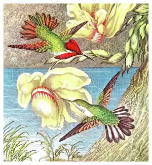 Prints of Antique Illustration, Copyright has expired on this artwork. From my own archives, digitally restored. Hummingbird in the family Trochilidae (Heliothryx). Anna's Hummingbird (Selasphorus floresii) Historical Chromolithograph Art Prints: Old chromolithograph illustration of hummingbirds