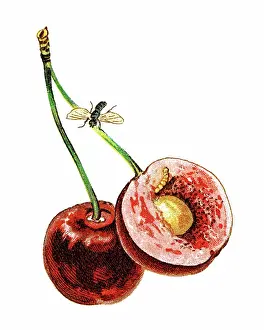 Old chromolithograph illustration of insect - cherry fruit fly (Rhagoletis cerasi)