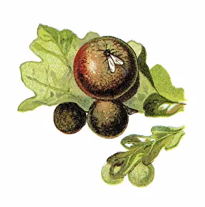 Old chromolithograph illustration of insect - Gall wasp