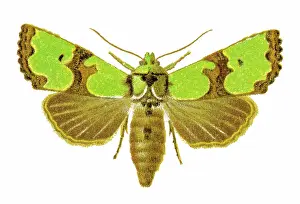Prints of Antique Illustration, Copyright has expired on this artwork. From my own archives, digitally restored Historical Chromolithograph Art Prints: Old chromolithograph illustration of Jaspidea celsia moth
