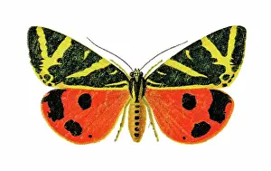 Old chromolithograph illustration of the Jersey tiger moth (Euplagia quadripunctaria, Callimorpha hera)
