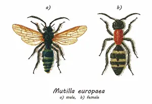 Old chromolithograph illustration of large velvet ant (Mutilla europaea)