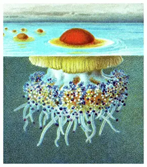 Old chromolithograph illustration of Mediterranean jellyfish, Mediterranean jelly or fried egg jellyfish (Cotylorhiza tuberculata)