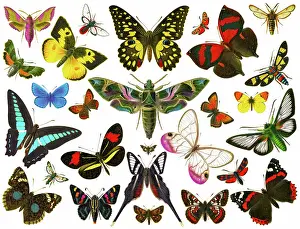 Old chromolithograph illustration of moths and Butterflies