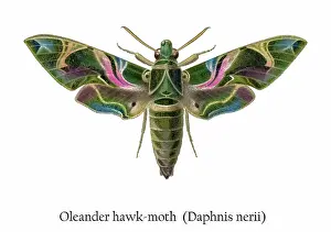 Old chromolithograph illustration of Oleander hawk-moth (Daphnis nerii)