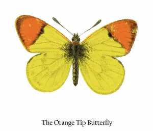 Prints of Antique Illustration, Copyright has expired on this artwork. From my own archives, digitally restored Historical Chromolithograph Art Prints: Old chromolithograph illustration of the Orange Tip Butterfly