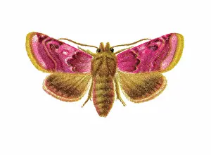 Old chromolithograph illustration of Periphanes delphinii moth