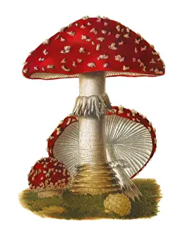 Old chromolithograph illustration of a poisonous mushrooms, Agaricus muscarius