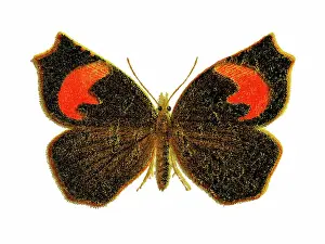 Old chromolithograph illustration of Pterodecta felderi moth
