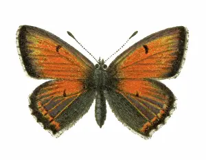 Prints of Antique Illustration, Copyright has expired on this artwork. From my own archives, digitally restored Historical Chromolithograph Art Prints: Old chromolithograph illustration of Purple-edged copper butterfly (Lycaena hippothoe)