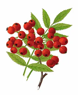 Old chromolithograph illustration of rowan tree or mountain-ash (Sorbus aucuparia)